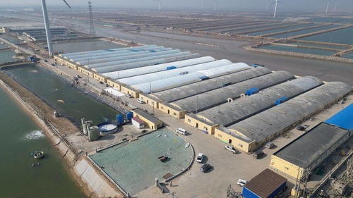 科技賦能，綠色轉(zhuǎn)型 東營市河口區(qū)以工廠化養(yǎng)殖與礦山技術(shù)走出鄉(xiāng)村振興新步伐